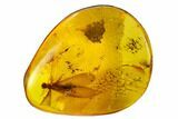 mm Fossil Adult Termite (Isoptera) In Baltic Amber #123322-1